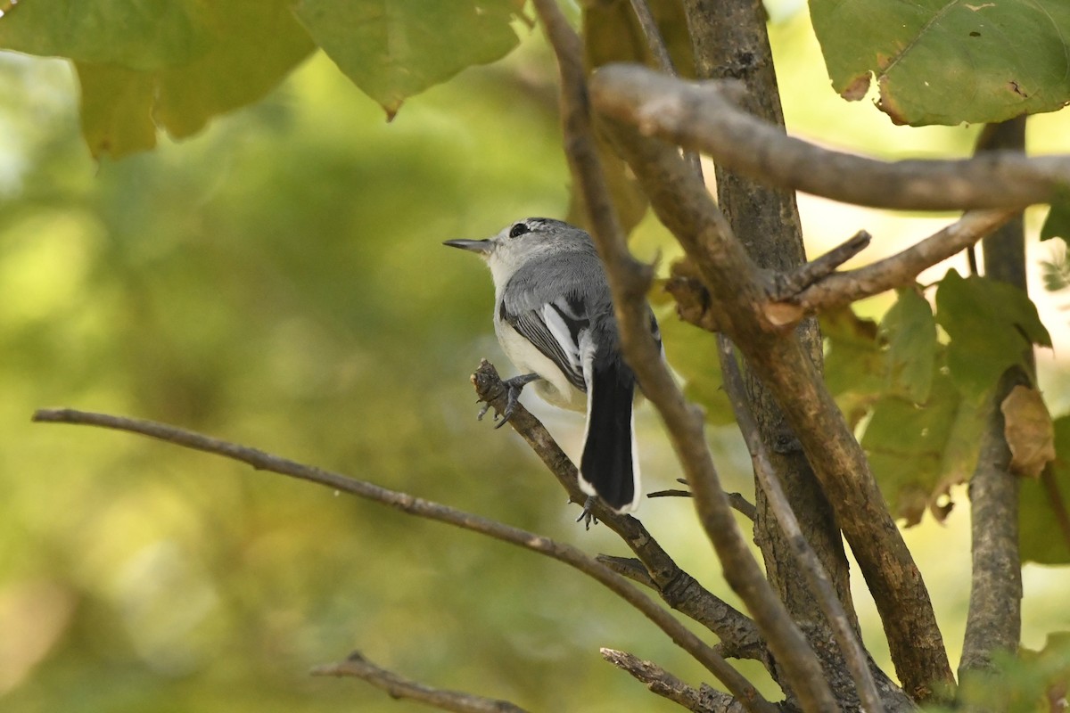 ホオジロズグロブユムシクイ - ML646618631