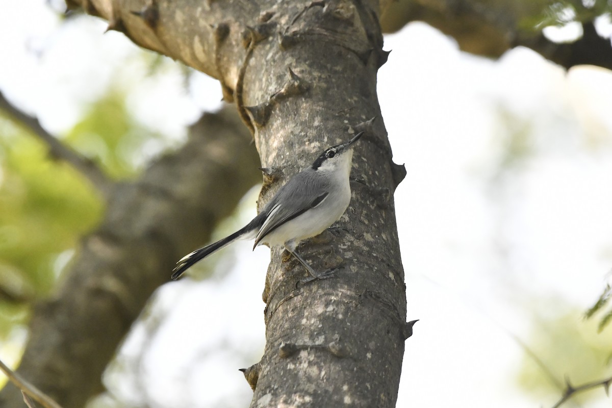 ホオジロズグロブユムシクイ - ML646618633