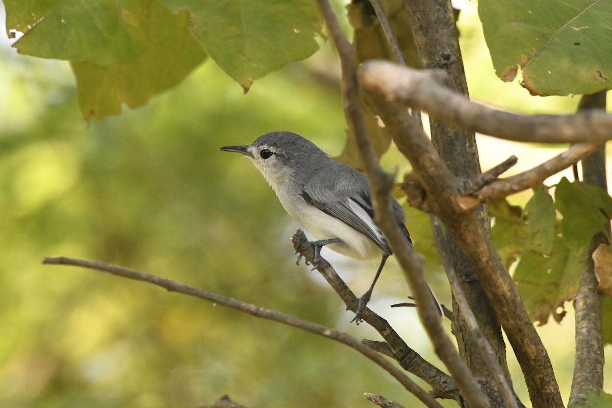 ホオジロズグロブユムシクイ - ML646618634