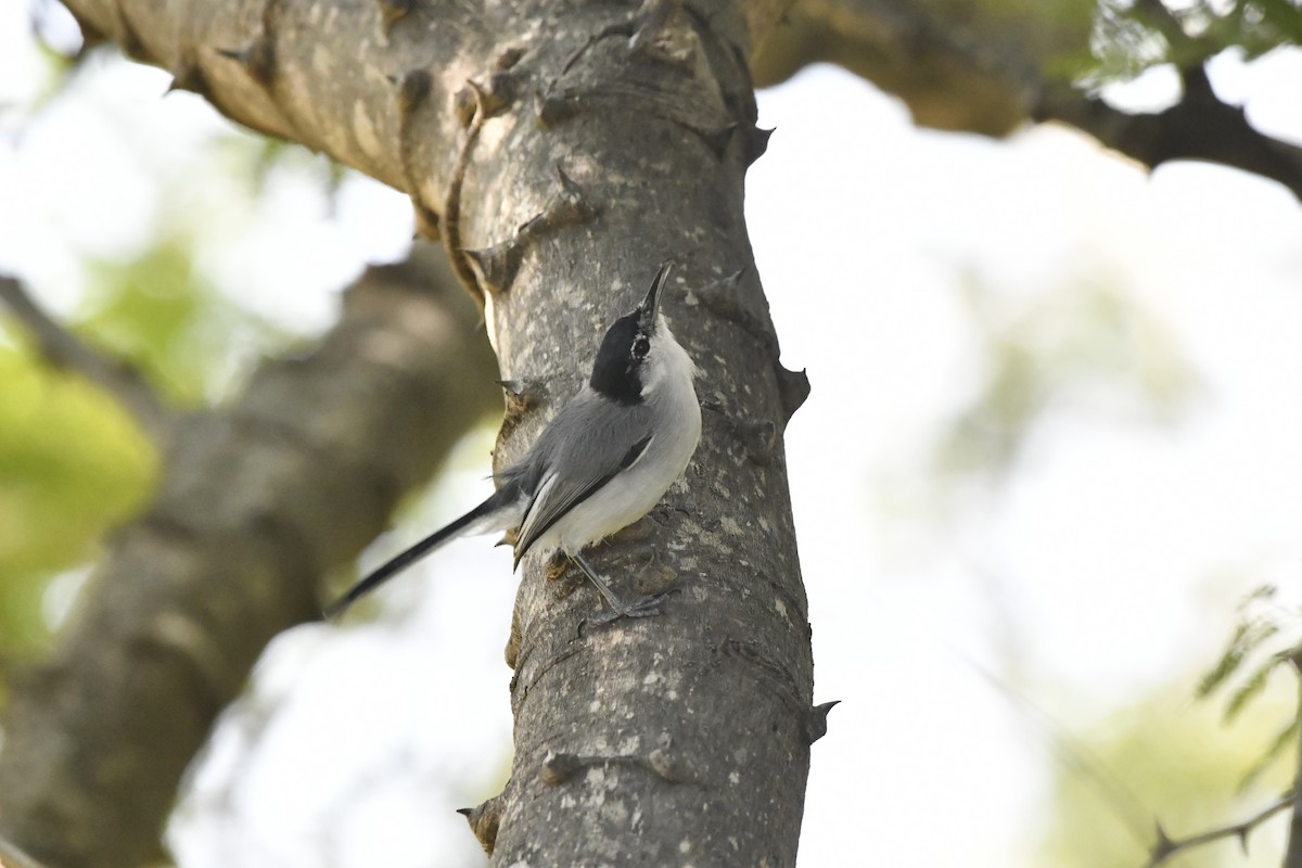 ホオジロズグロブユムシクイ - ML646618635