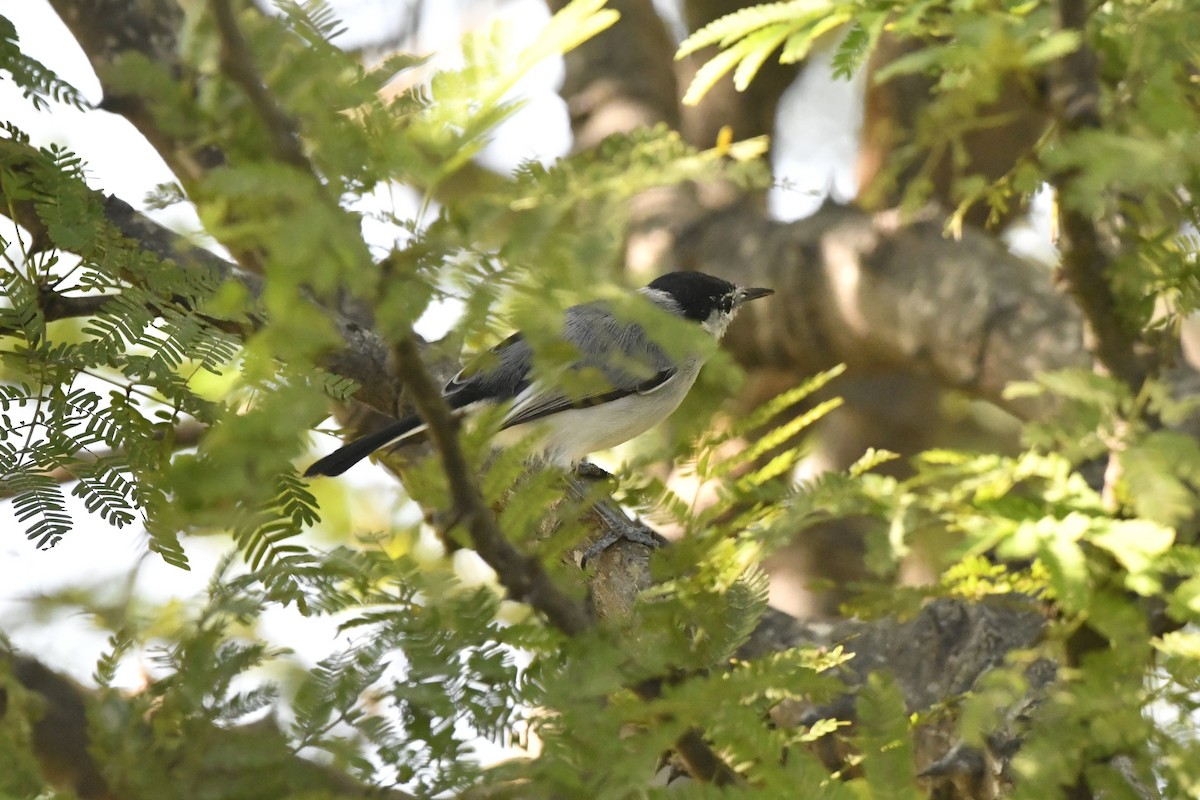 ホオジロズグロブユムシクイ - ML646618636