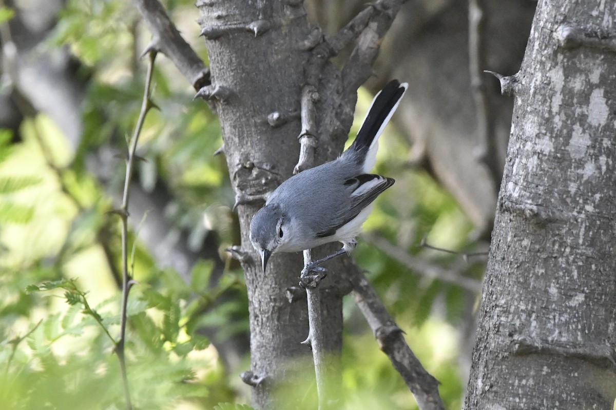 ホオジロズグロブユムシクイ - ML646618637