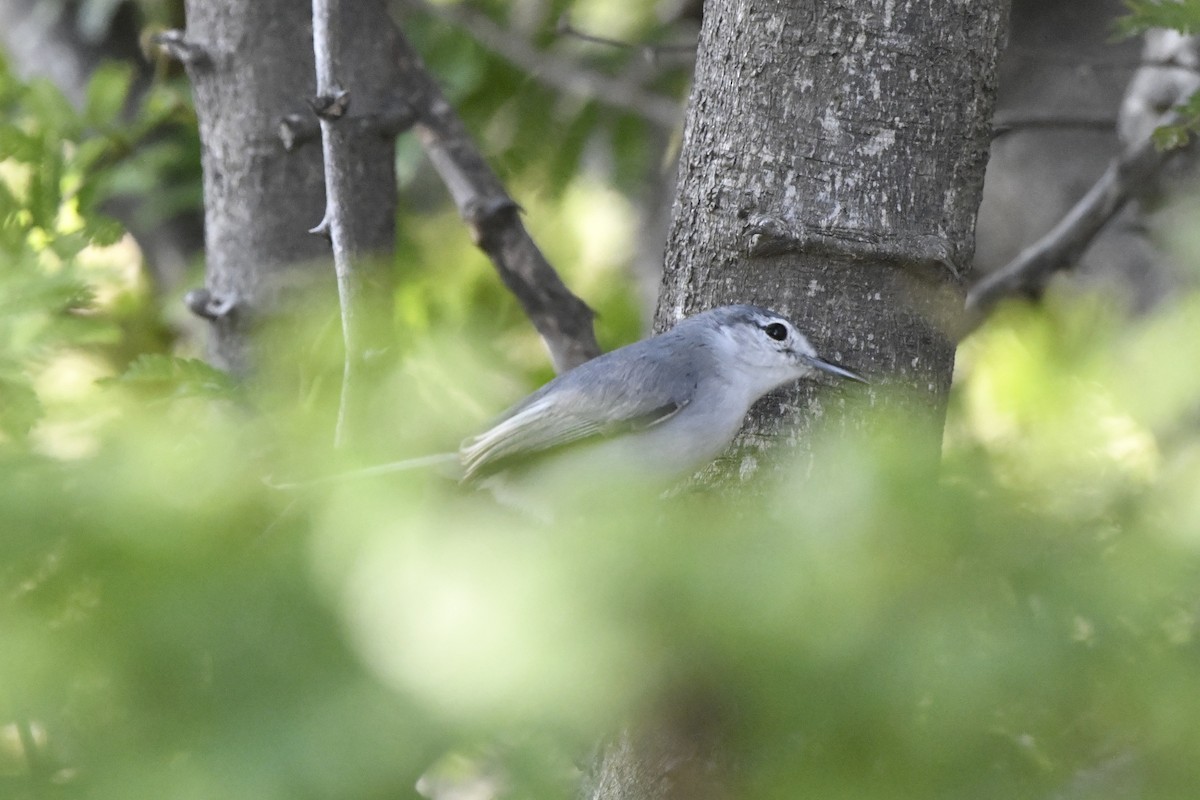 ホオジロズグロブユムシクイ - ML646618638