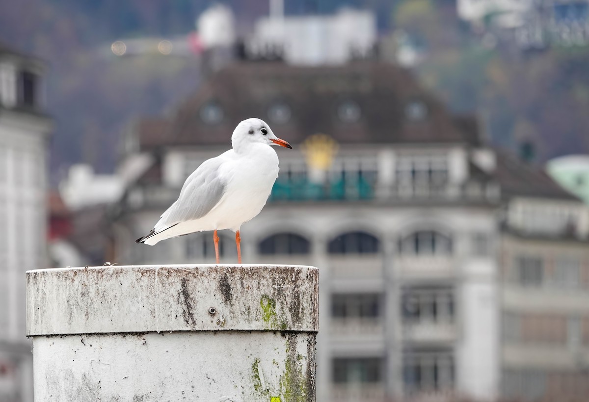 ユリカモメ - ML646618640