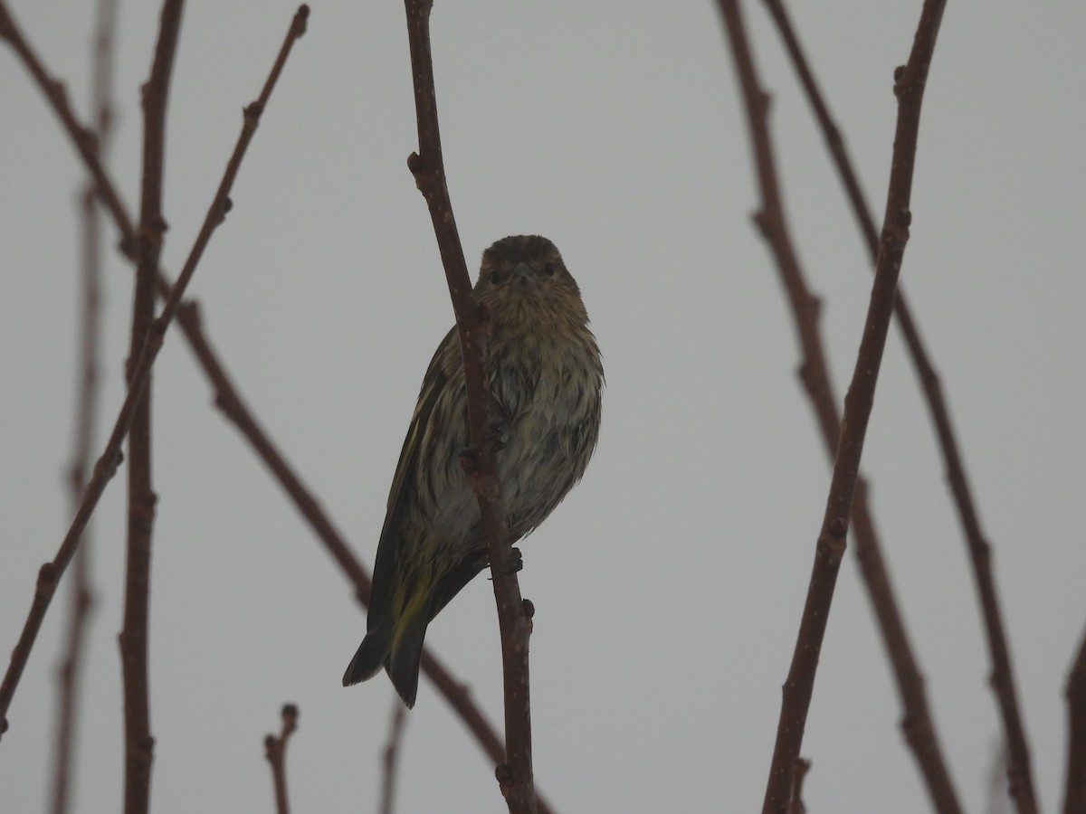 Jilguero de Los Pinos - ML646618644