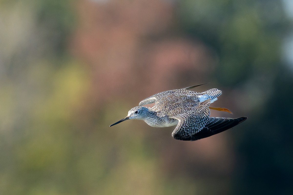 Greater Yellowlegs - ML646618645