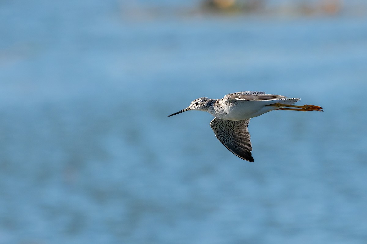 Greater Yellowlegs - ML646618646