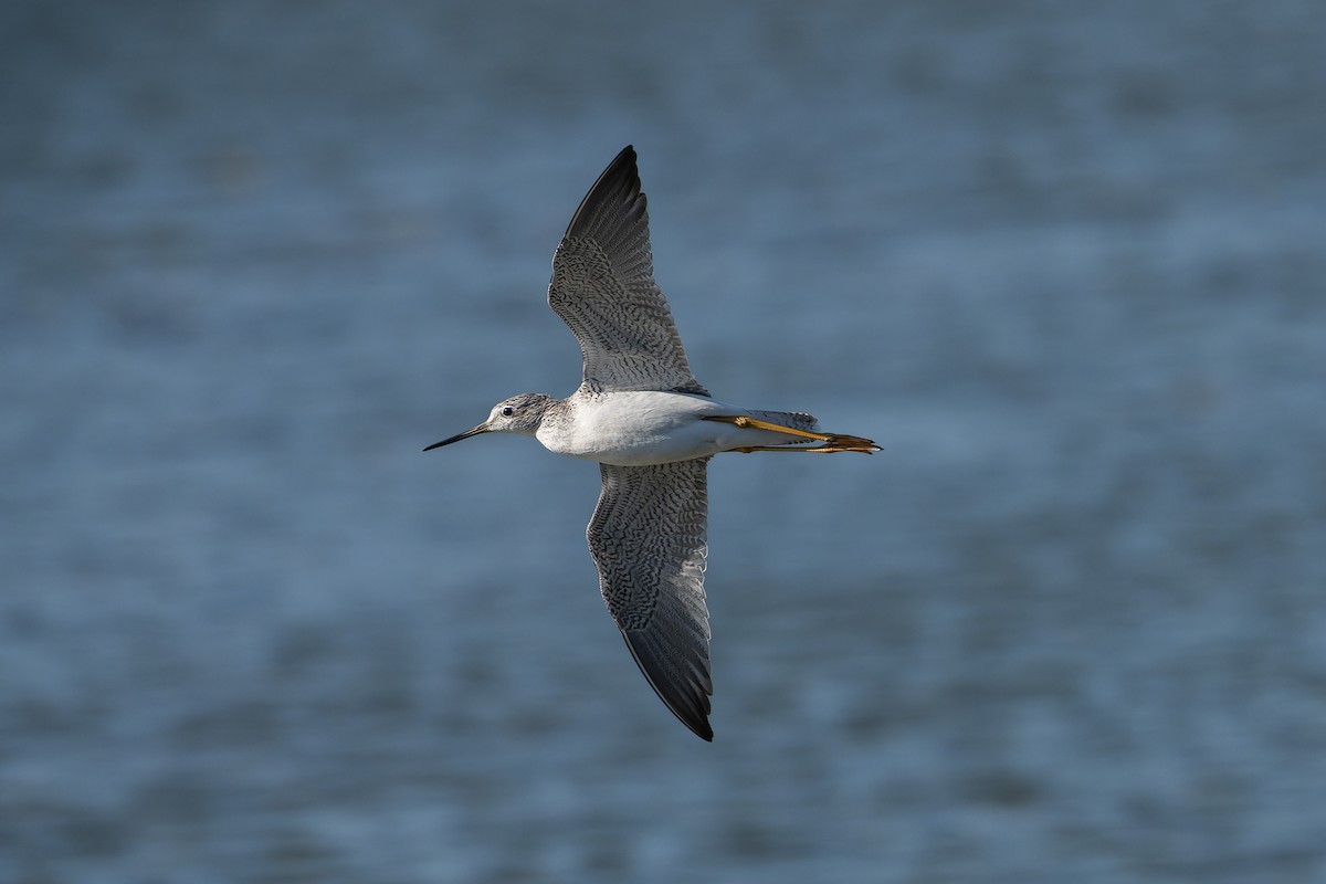 Greater Yellowlegs - ML646618647