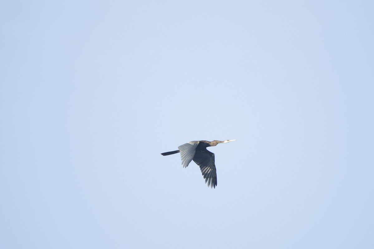 Oriental Darter - ML646618648