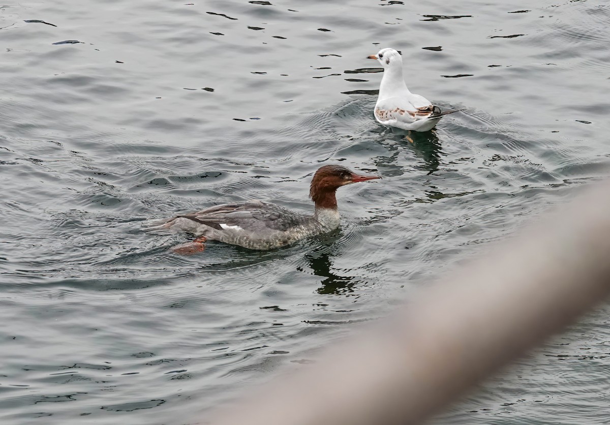 カワアイサ - ML646618650