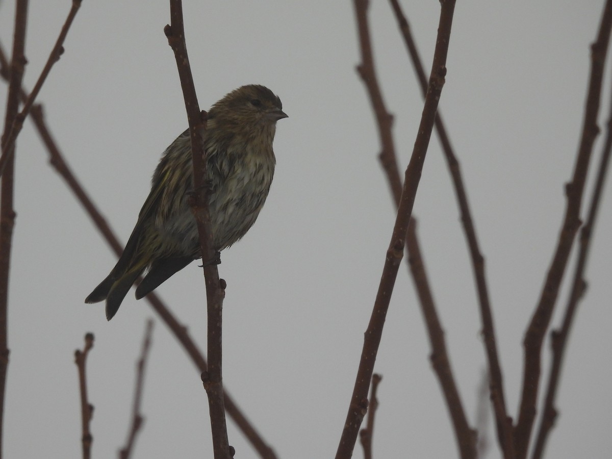 Jilguero de Los Pinos - ML646618659