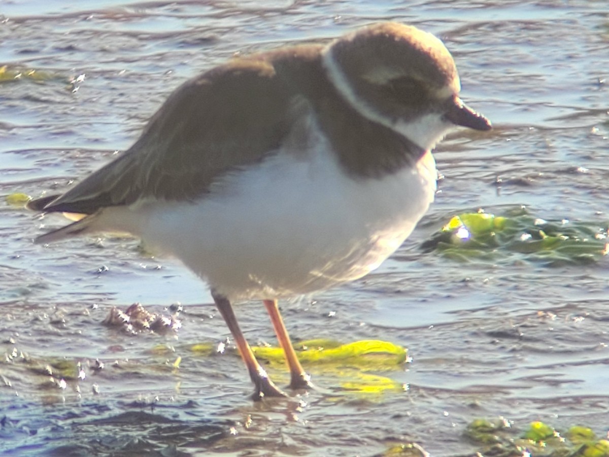 Perdeli Cılıbıt - ML646618662