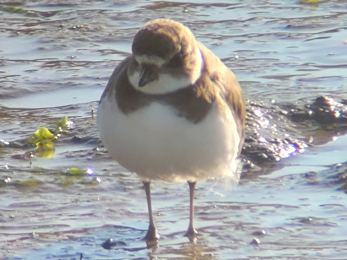 Perdeli Cılıbıt - ML646618663