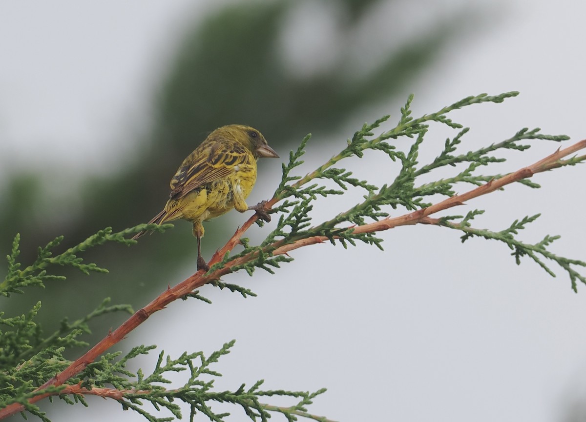 Southern Citril - ML646618665