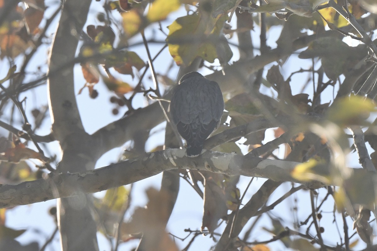 Merlin - ML646618667