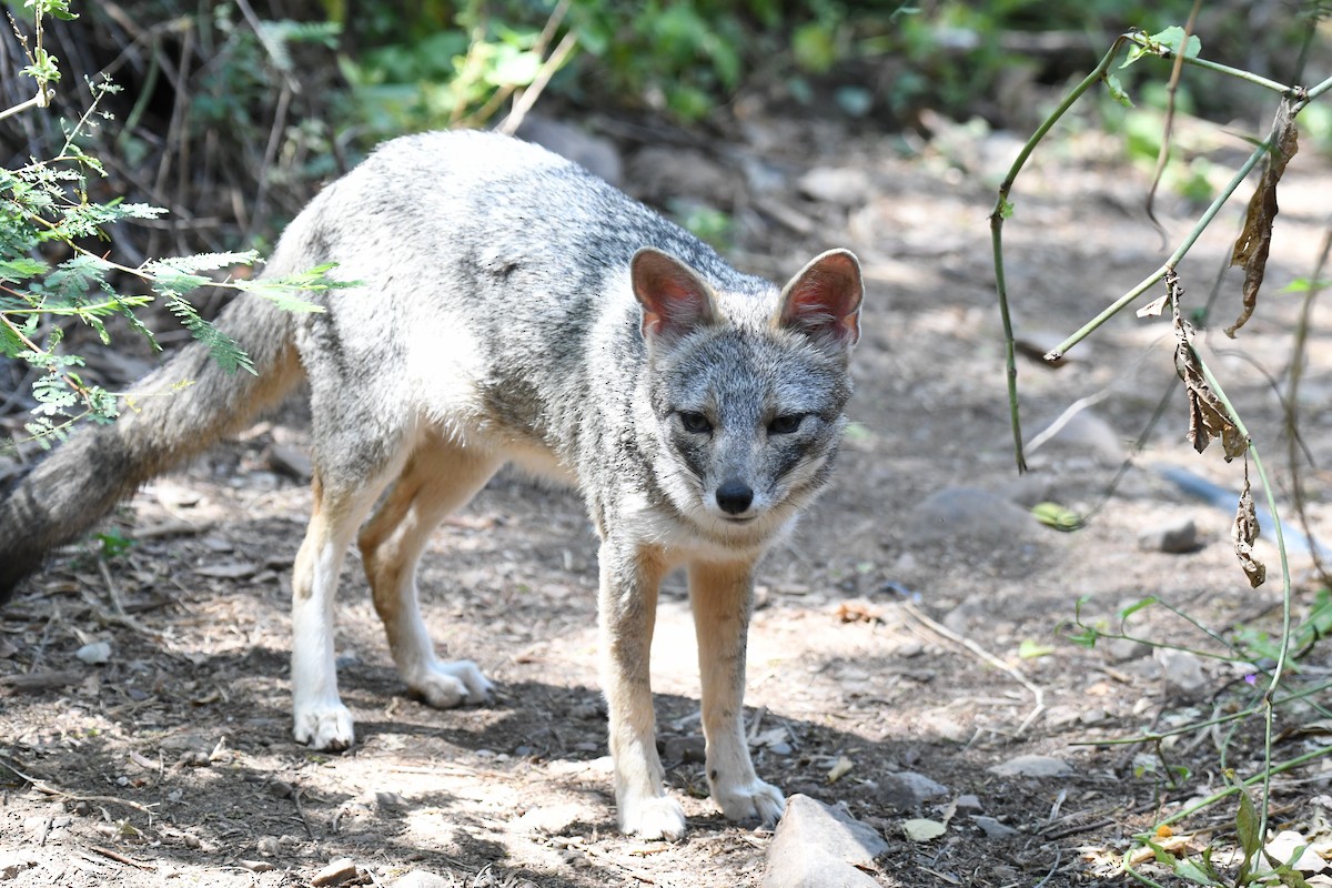 Sechuran Fox - ML646618671