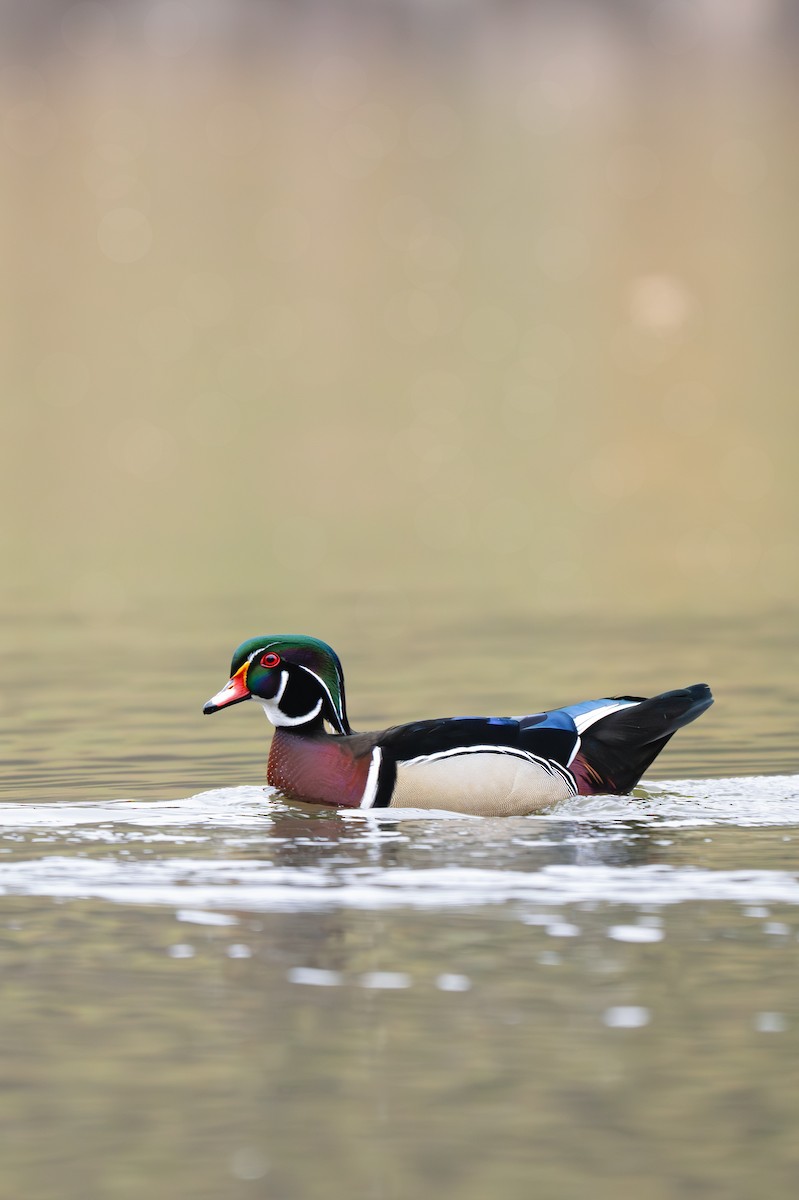 Wood Duck - ML646618674