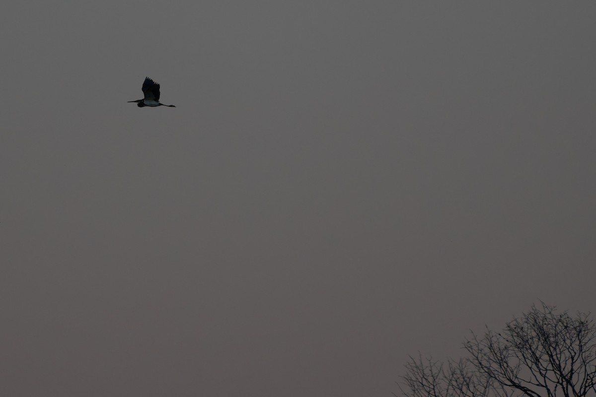 Tricolored Heron - ML646618676