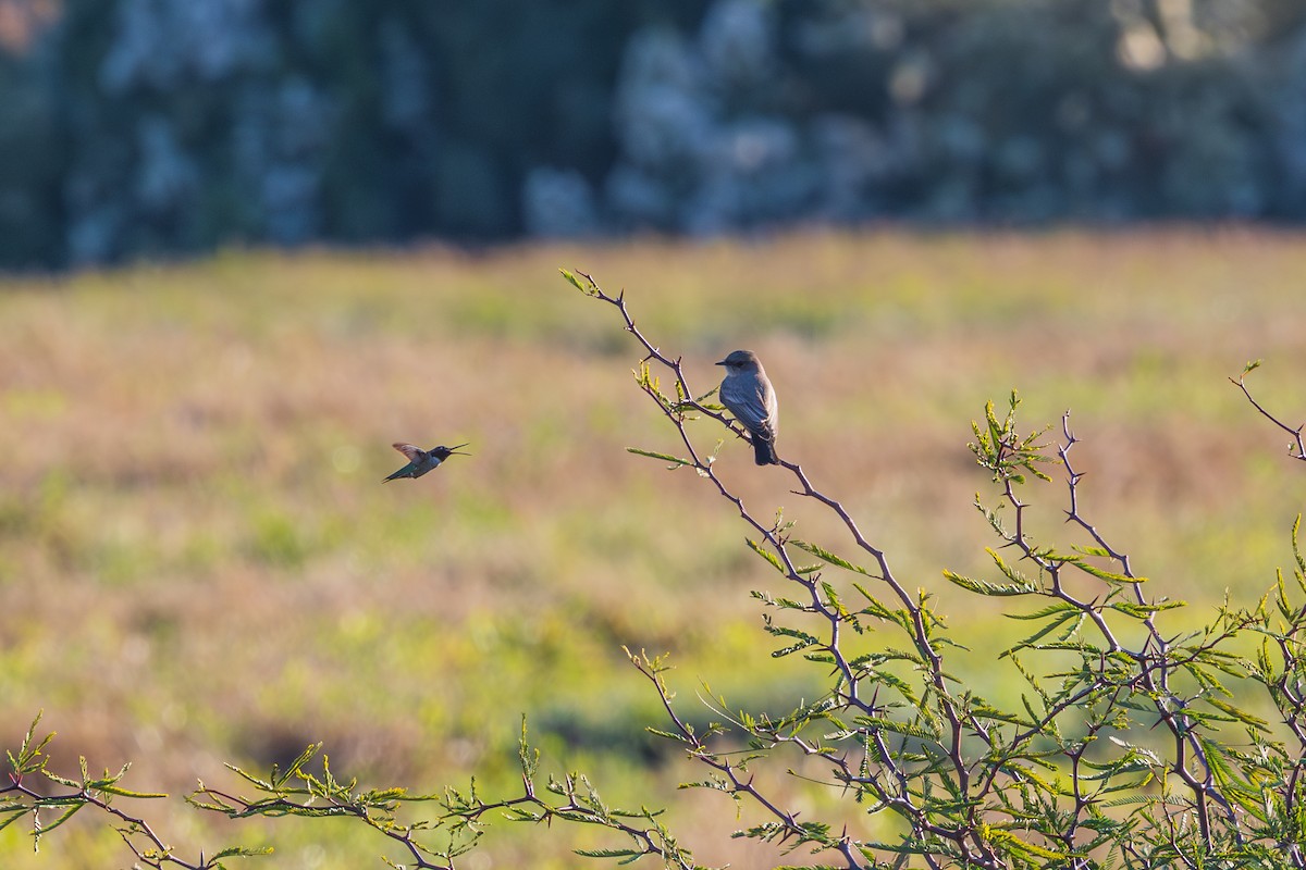 Say's Phoebe - ML646618689