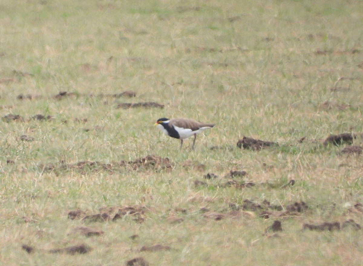 Banded Lapwing - ML646618690