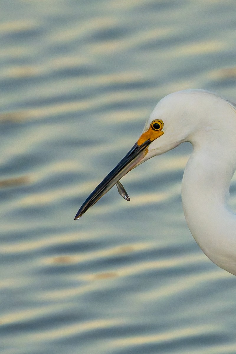 Snowy Egret - ML646618691