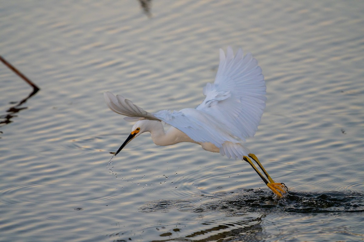 Snowy Egret - ML646618692