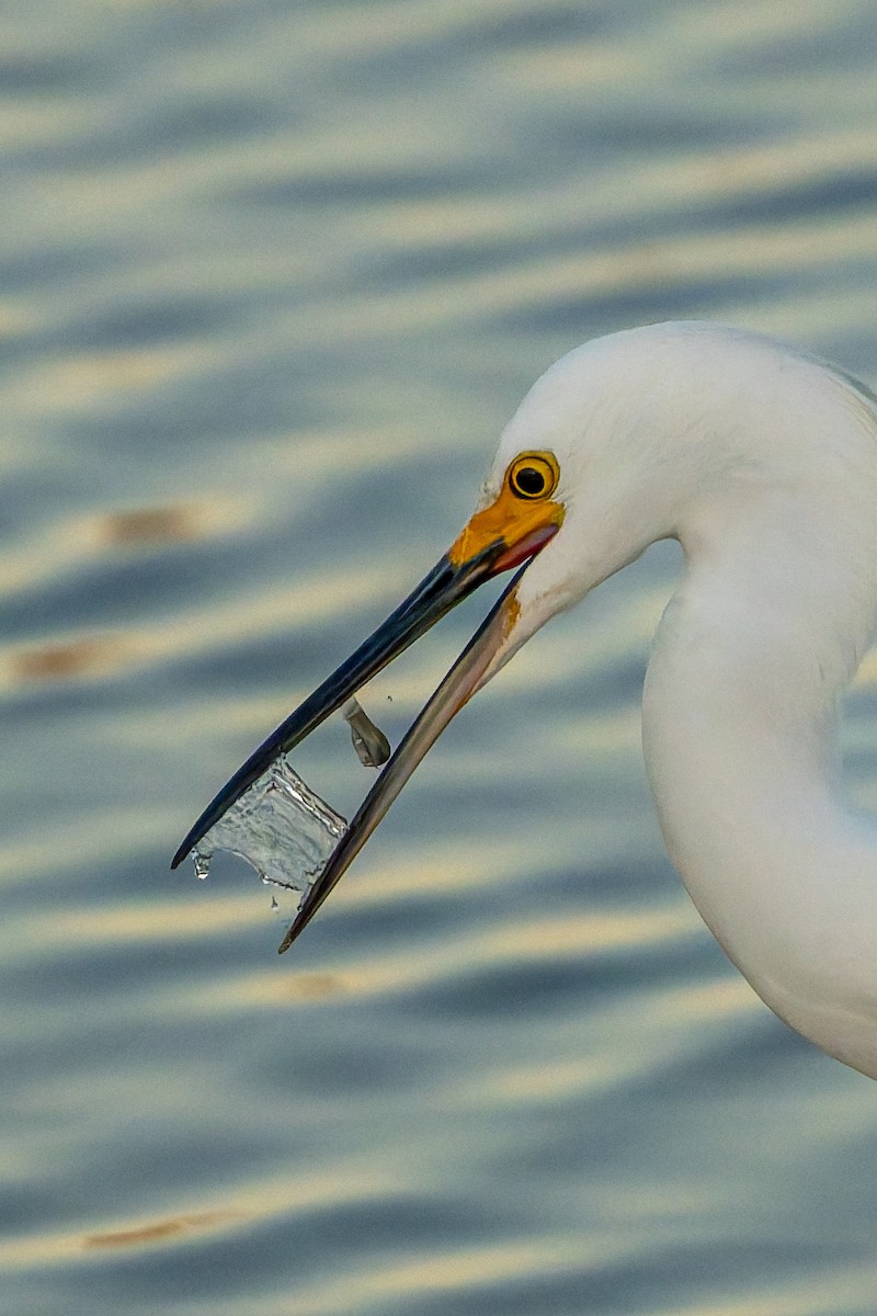 Snowy Egret - ML646618693