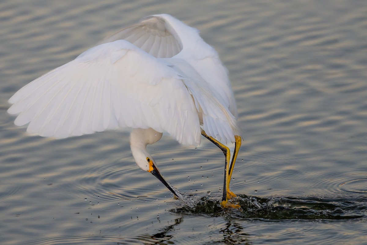 Snowy Egret - ML646618694