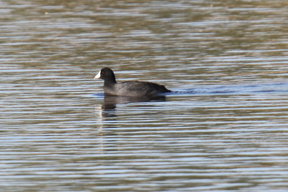 Kopetazuri amerikarra - ML646618698