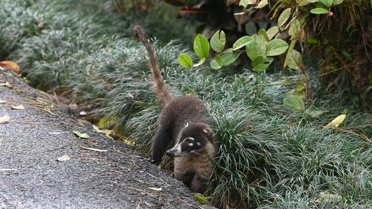 White-nosed Coati - ML646618699