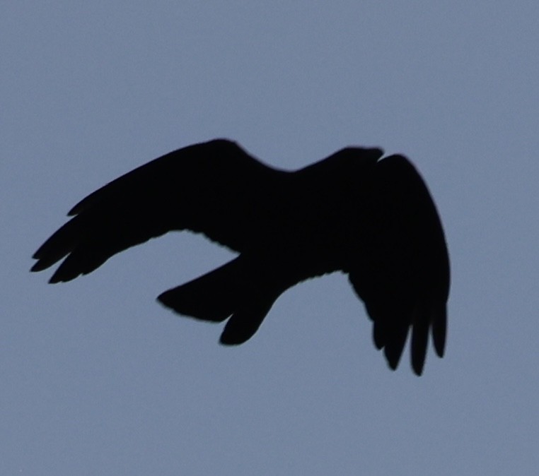 Corneille d'Amérique - ML646618706