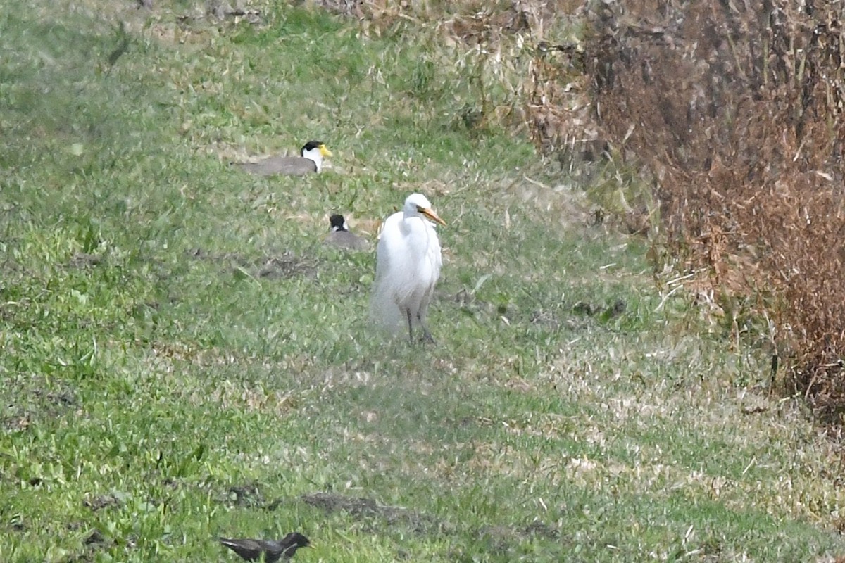 Plumed Egret - ML646618707