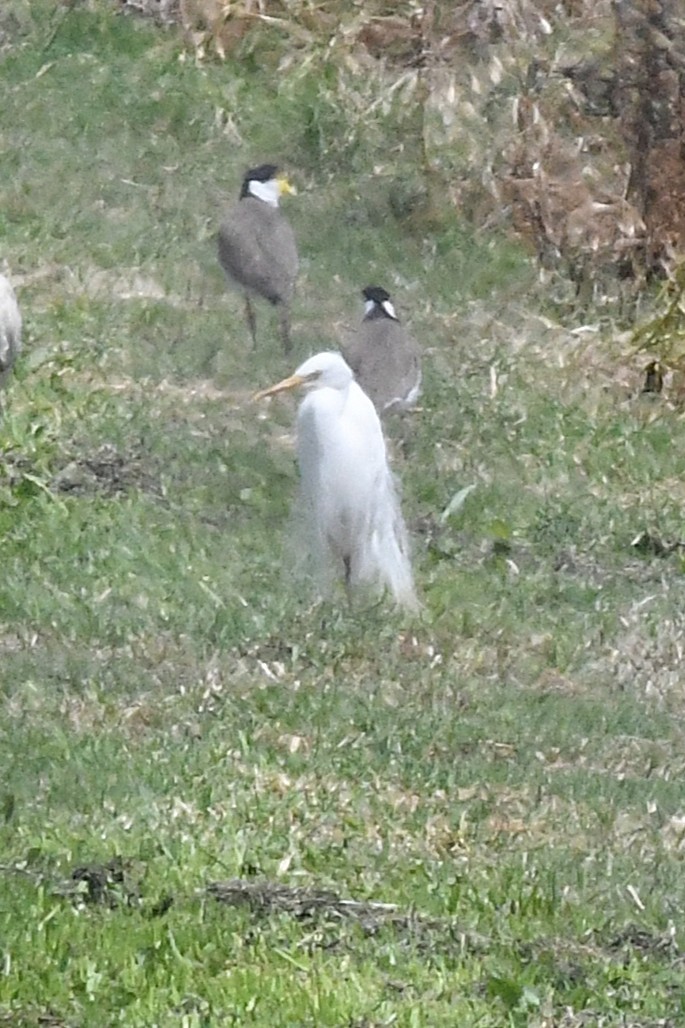 Plumed Egret - ML646618708