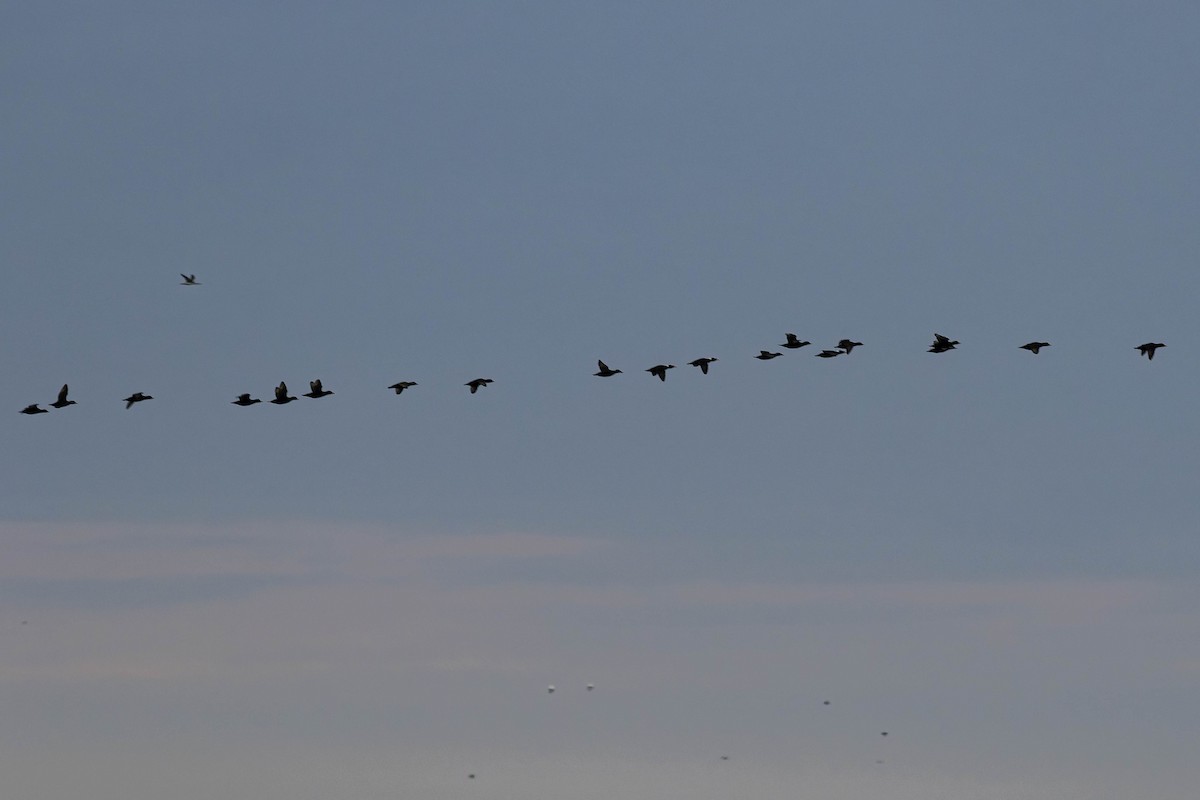 Американская синьга - ML646618709