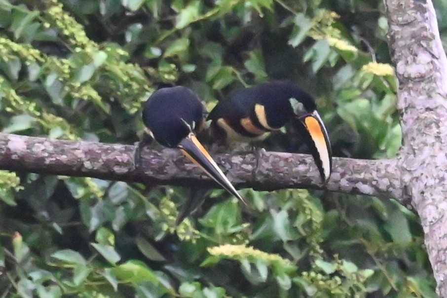 Many-banded Aracari - ML646618710