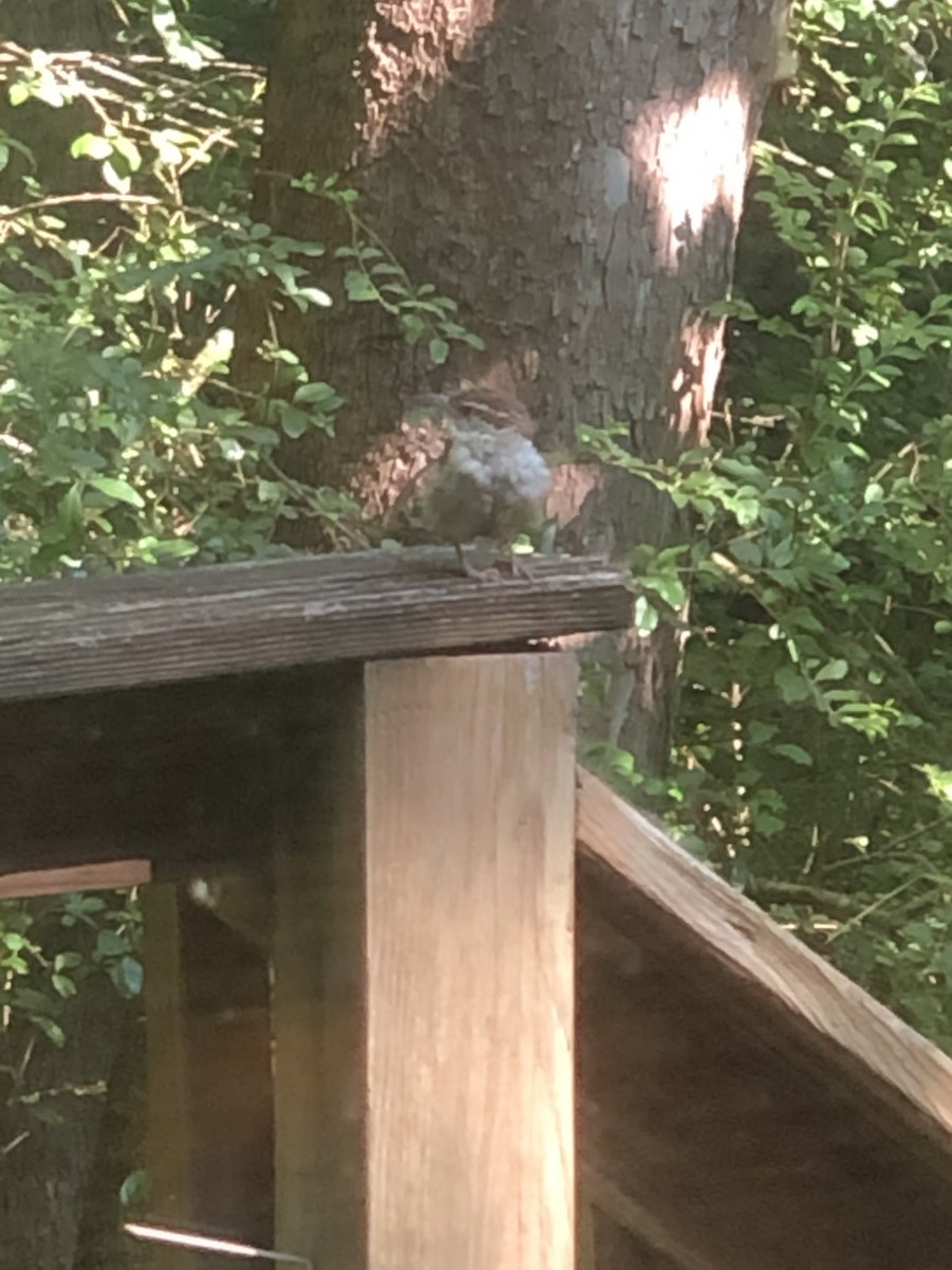 Carolinazaunkönig - ML646618713