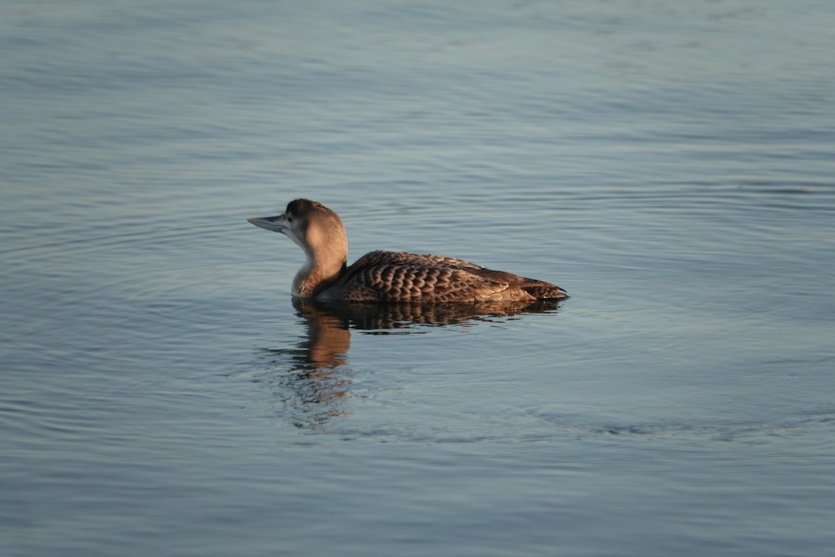 Strolaga beccogiallo - ML646618715
