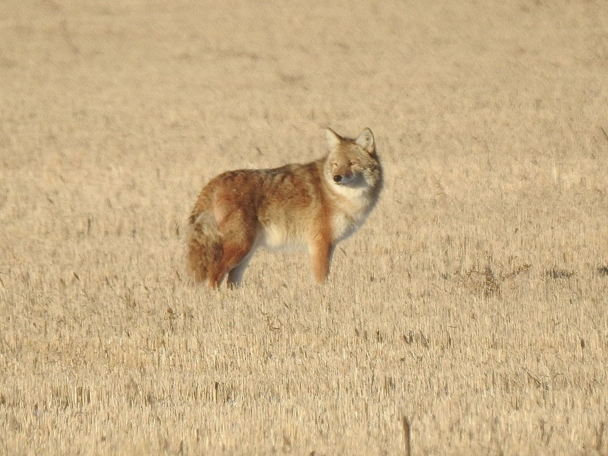 Plains Coyote - ML646618717