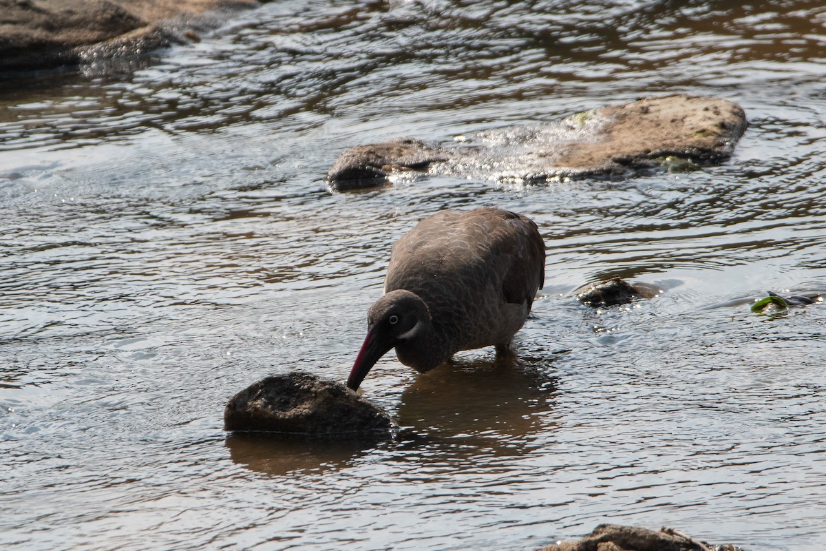 Hadada Aynağı - ML646618720
