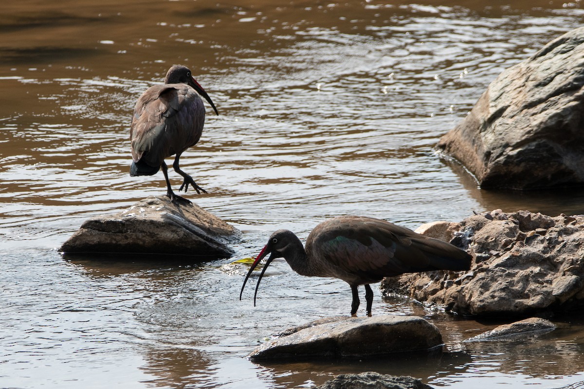 Hadada Aynağı - ML646618721