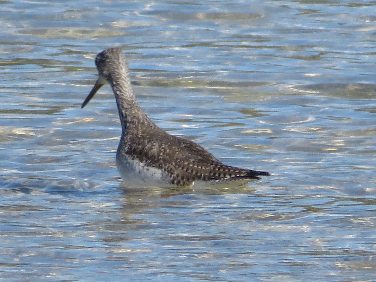 Greater Yellowlegs - ML646618722