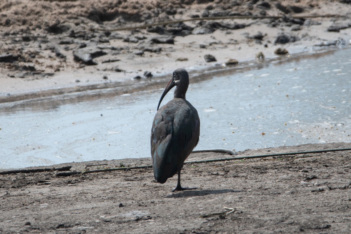 Hadada Aynağı - ML646618723