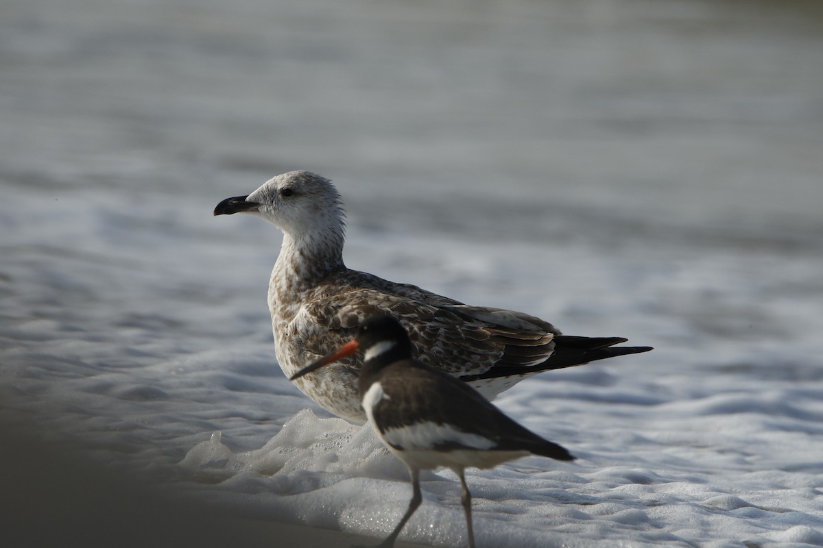 Lesser Black-backed Gull - ML646618724