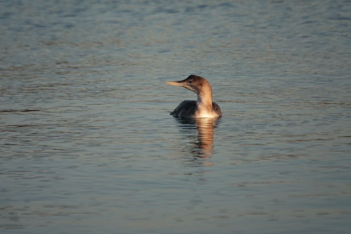 Strolaga beccogiallo - ML646618727