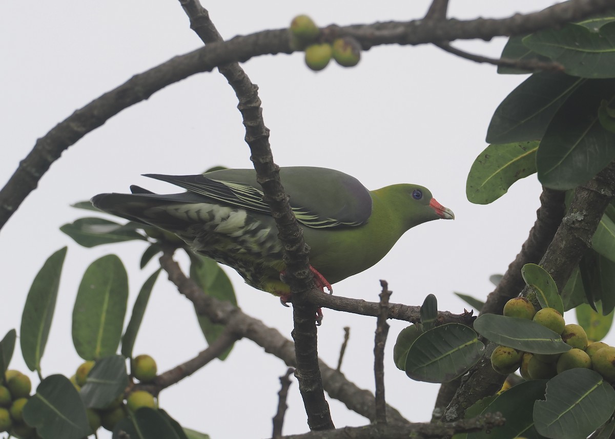 African Green-Pigeon - ML646618729