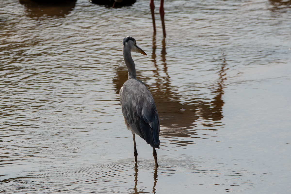 Gray Heron - ML646618730