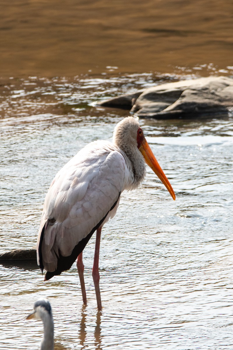 Yellow-billed Stork - ML646618731