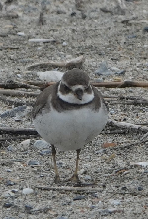 Semipalmated Plover - ML646618732