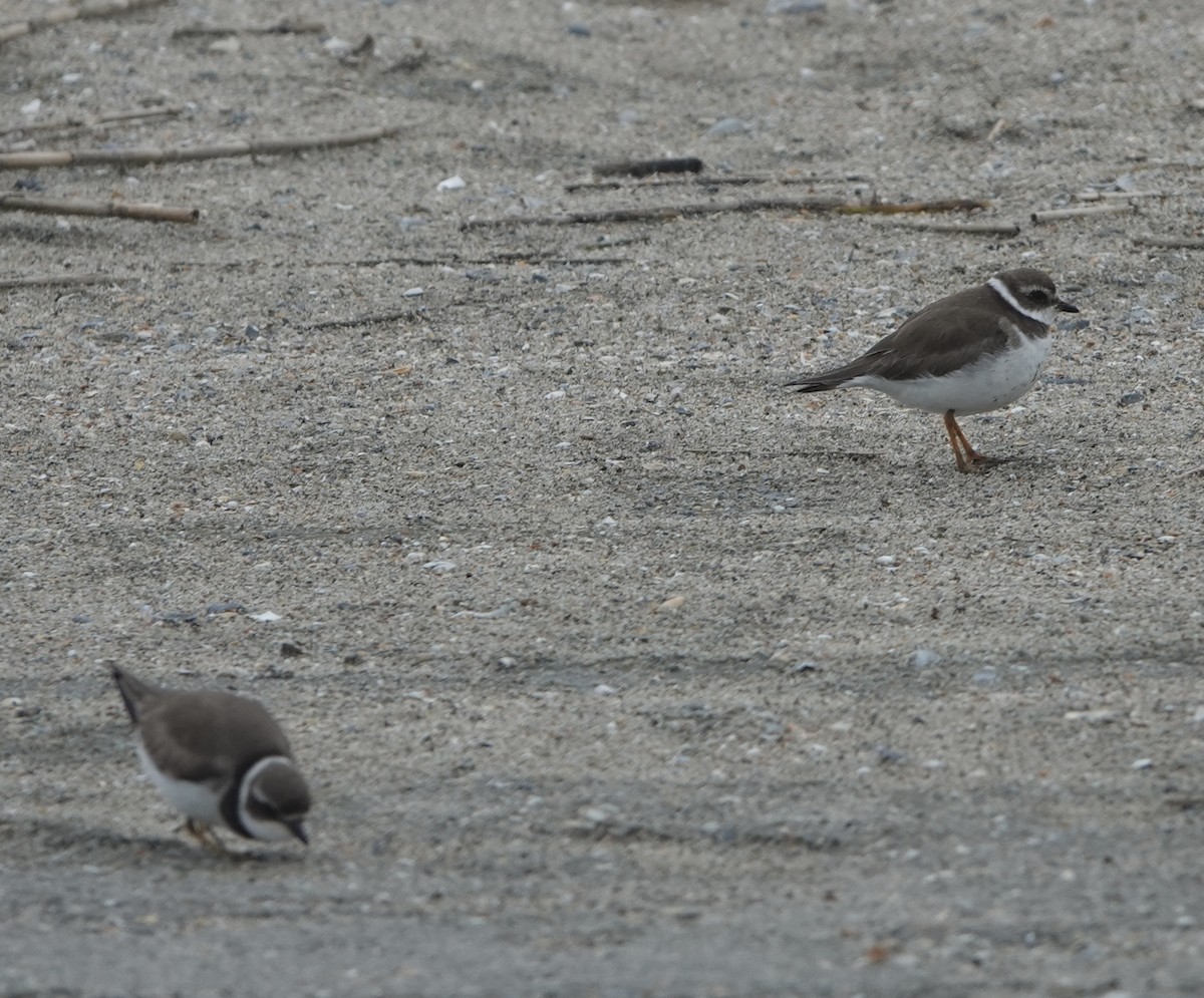 Semipalmated Plover - ML646618733