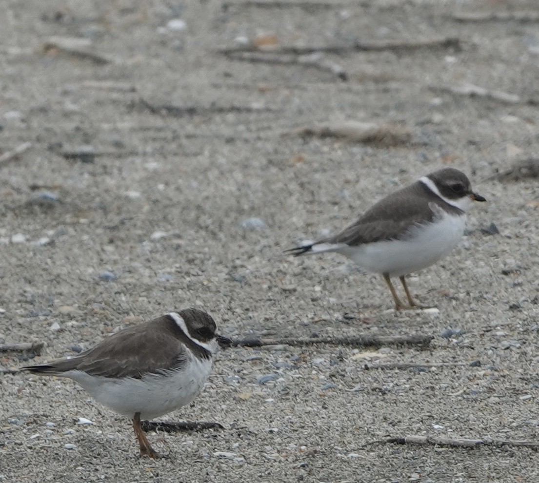 Semipalmated Plover - ML646618734